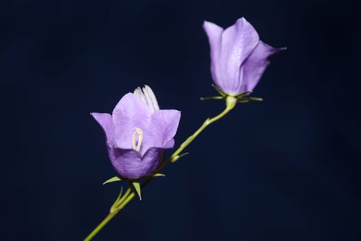 Blue flower blossoming close up trendy botanical background Campanula rhomboidalis family campanulaceae big size print high quality