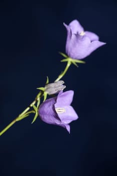 Blue flower blossoming close up trendy botanical background Campanula rhomboidalis family campanulaceae big size print high quality