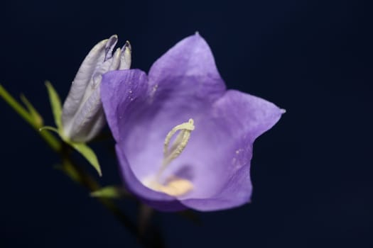 Blue flower blossoming close up trendy botanical background Campanula rhomboidalis family campanulaceae big size print high quality