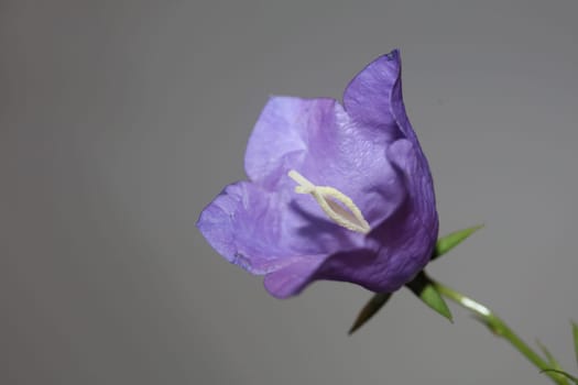 Blue flower blossoming close up trendy botanical background Campanula rhomboidalis family campanulaceae big size print high quality