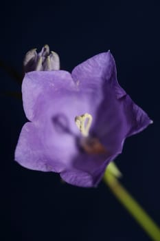Blue flower blossoming close up trendy botanical background Campanula rhomboidalis family campanulaceae big size print high quality