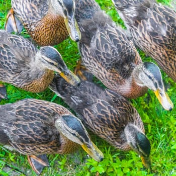 Male and female mallard ducks on green grass natural background in Hemmoor Hechthausen Cuxhaven Lower Saxony Germany.