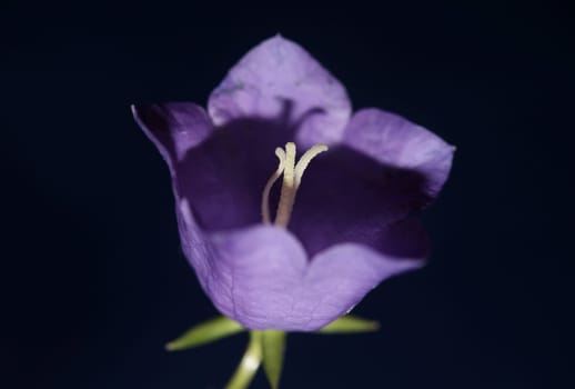 Blue flower blossoming close up trendy botanical background Campanula rhomboidalis family campanulaceae big size print high quality