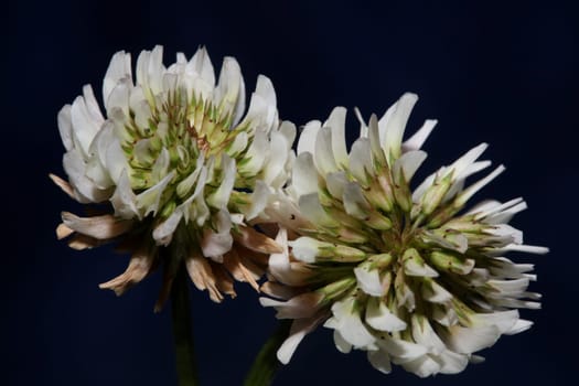 White wild flower blossom close up botanical background Trifolium alexandrinum family leguminosae high quality big size prints