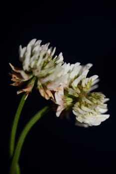 White wild flower blossom close up botanical background Trifolium alexandrinum family leguminosae high quality big size prints