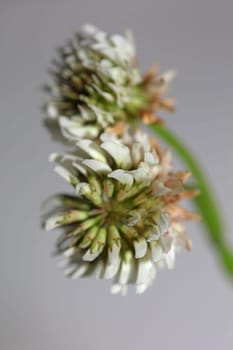 White wild flower blossom close up botanical background Trifolium alexandrinum family leguminosae high quality big size prints
