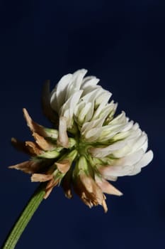 White wild flower blossom close up botanical background Trifolium alexandrinum family leguminosae high quality big size prints