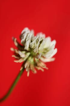 White wild flower blossom close up botanical background Trifolium alexandrinum family leguminosae high quality big size prints