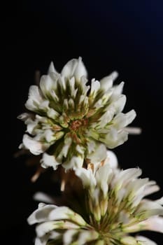 White wild flower blossom close up botanical background Trifolium alexandrinum family leguminosae high quality big size prints