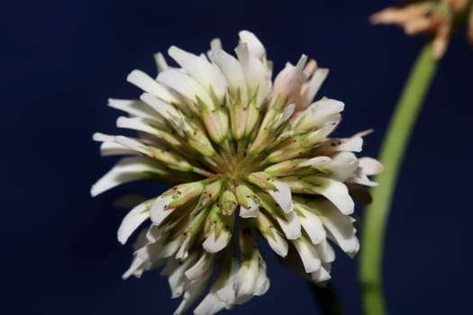 White wild flower blossom close up botanical background Trifolium alexandrinum family leguminosae high quality big size prints