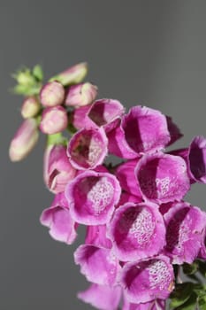 Wild purple flower blossom close up modern botanical background purpurea digitalis family plantaginaceae high quality big size prints