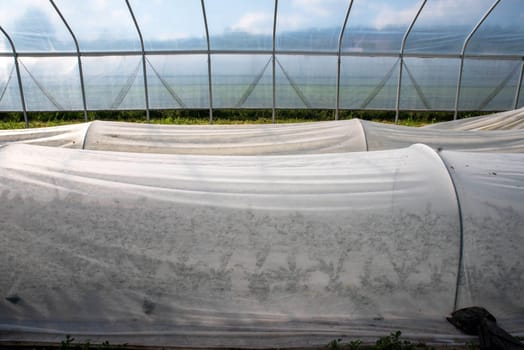 Beautiful side view of golden hour sunlight and rural farm landscape under a blue sky from greenhouse interior with rows of organic green kale plants visible under white fabric row covers and hoops. No people, with copy space.