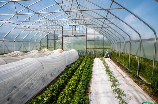 Rows of green spinach and tomatoes with fabric hoop covered kale in sunny greenhouse on an organic vegetable farm with no people, natural light and copy space.
