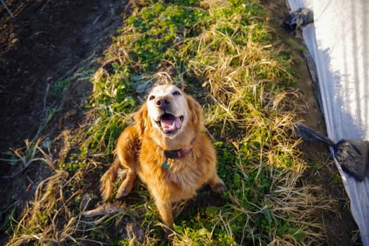 Happy farm golden retriever dog looks at the camera while sitting between rows of vegetables in an organic garden. Shot in golden hour natural sunlight with no people, and copy space.