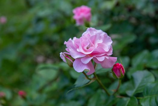 Idyllic pink damask rose with open petals against a green bokeh garden rosebush background with copy space, no people, in natural light.