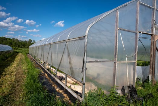 Green grass and blue sky with a long side view of an organic vegetable greenhouse with rows of covered plants visible inside under garden fabric hoop row covers. Greenhoiuse architecture and open door with copy space and no people. Natural sunlight.