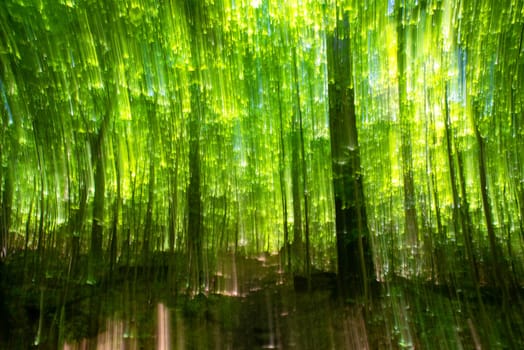 Intentional camera movement blurred image with ethereal, idyllic enchanted forest feel, golden hour sunlight illuiminates the green foliage and dots the path. Excellent abstract nature background, positive emotion, serene scene.