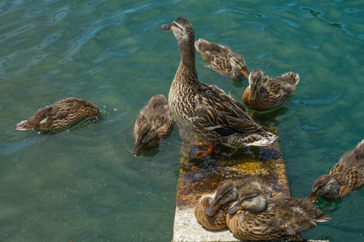Duck image. Shooting Location: Musashino-shi, Tokyo