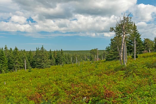 Hiking in the Highlands Forests in Cape Breton National Park in Cape Breton National Park in Nova Scotia