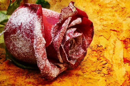 Red rose
