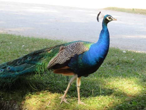 beautiful peacock of fantastic bright colors of long feathers