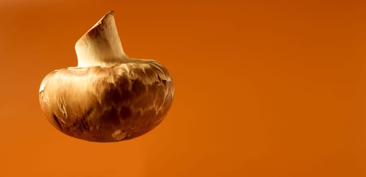 One fresh mushroom on a brown background. Champignon royal large brown unpeeled. Juicy mushroom. Raw material for cooking vegan food. Banner with copy space