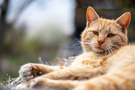 Close-up of a red domestic cat resting peacefully in the hay on a warm summer day. A funny orange striped cat basks in the sun. A cute pet is basking under the spring sun on dry grass. copy space