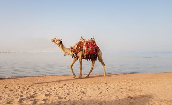 A camel walks along the Red Sea beach in Egypt. Camel on the seashore. Amazing view