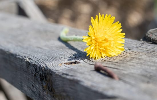 Yellow dandelion lies on an old wooden background with copy space. Background with a yellow flower in the garden of a country house in spring or summer. Macro photo of a blooming dandelion
