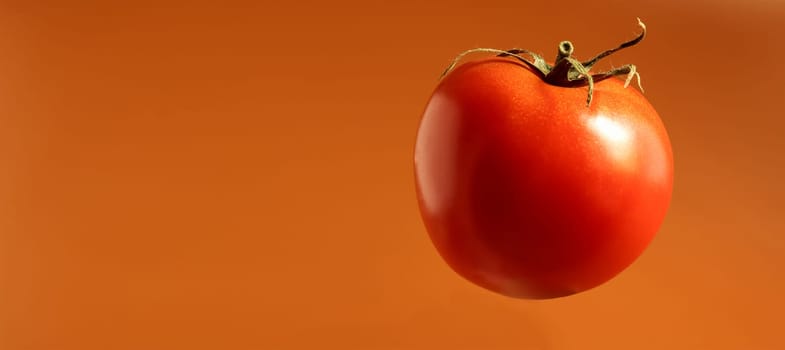 One fresh tasty red tomato. Juicy multi-celled berry. An annual or perennial herb. Vegetable culture. Juicy tomato with green stem. Banner with copy space