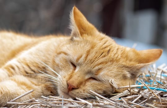 Close-up of a red domestic cat resting peacefully in the hay on a warm summer day. A funny orange striped cat basks in the sun. A cute pet is basking under the spring sun on dry grass. copy space