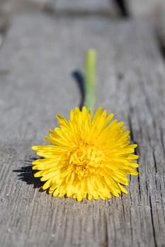Yellow dandelion lies on an old wooden background with copy space. Background with a yellow flower in the garden of a country house in spring or summer. Macro photo of a blooming dandelion