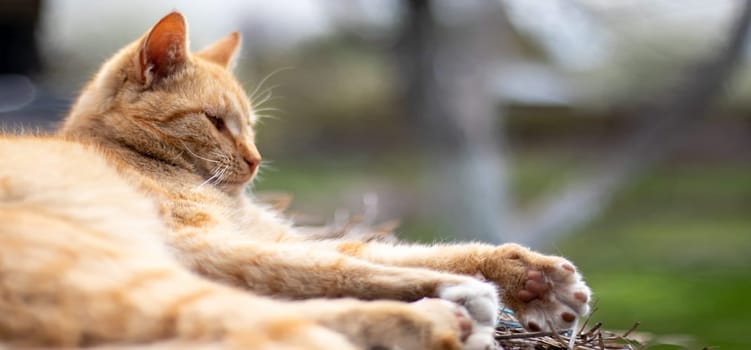 Close-up of a red domestic cat resting peacefully in the hay on a warm summer day. Funny orange tabby cat is basking in the sun. Cute pet under the spring sun on dry grass. Banner with copy space