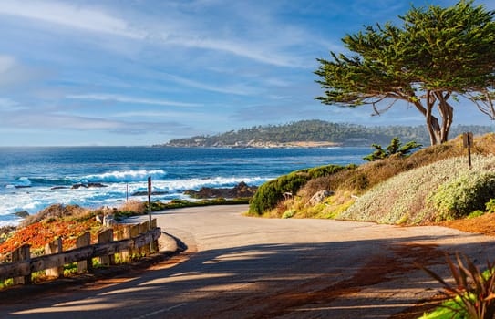 Trees on coast with ocean in background. California, United States of America