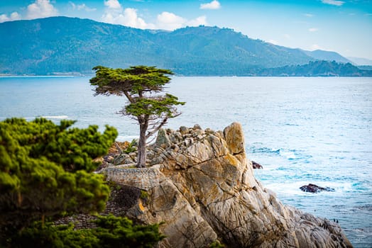 Tree on rocks with ocean in background in California, United States of America