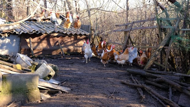Chickens and roosters on the village farm in day time. Home Chickens, Village Chikens. Natural chickens.