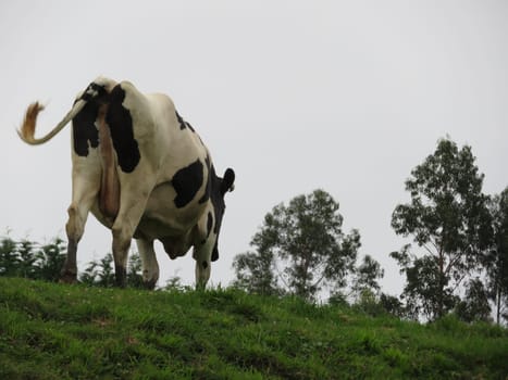 beautiful cows meadows pasture animals herbivorous farm