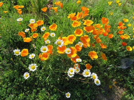 flowers natural plants green landscapes beautiful spring different colors