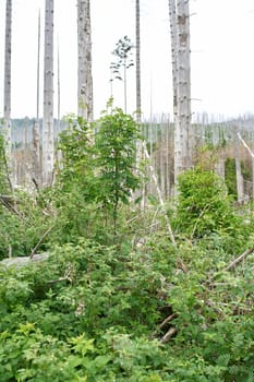 between dead spruces at the Brocken near Ilsenburg in the national park Harz a new natural forest develops