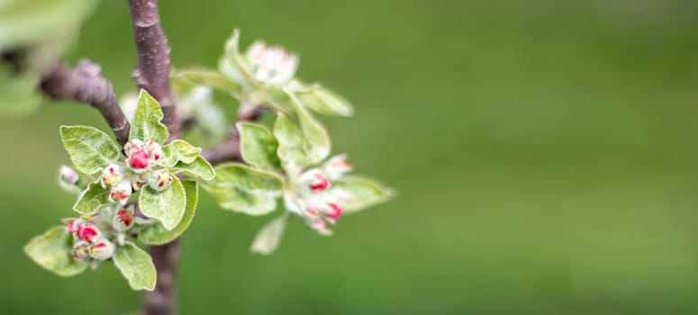 Pink flowers of a blossoming apple tree on a sunny day close-up in nature outdoors. Apple tree blossoms in spring. Selective focus. Beautiful apple orchard plantation. Banner with copy space