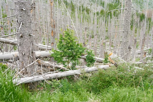between dead spruces at the Brocken near Ilsenburg in the national park Harz a new natural forest develops