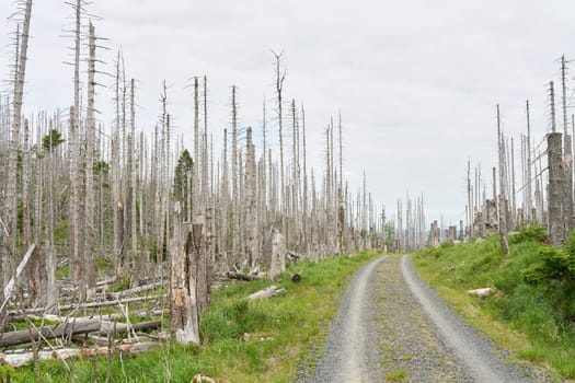dead spruces at a hiking trail from Ilsenburg to the summit of the Brocken in the Harz National Park in Germany