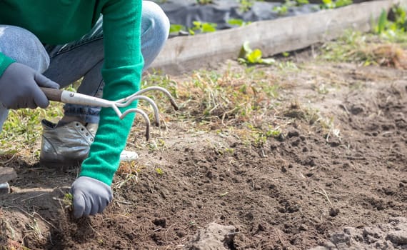 A woman cleans the weeds in the garden. Spring cleaning on the farm. Selective focus. Weeding grass. View of a woman's hand hoeing weeds in the garden on a hot summer day, soil preparation