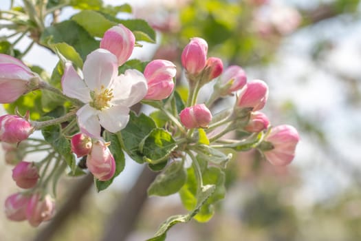 Pink flowers of a blossoming apple tree on a sunny day close-up in nature outdoors. Apple tree blossoms in spring. Selective focus. Beautiful apple orchard plantation