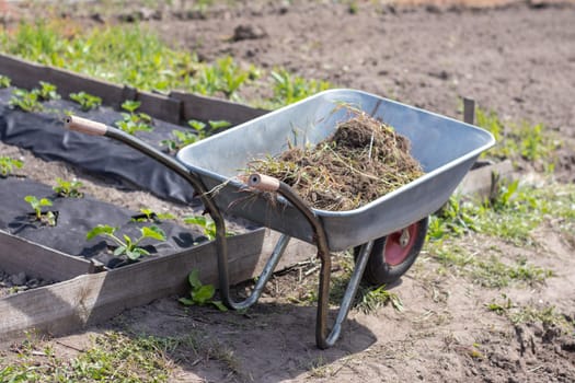 Gray metal garden wheelbarrow with two handles and one wheel. The wheelbarrow is in the garden or garden. Gardener's wheelbarrow in the backyard. Garden cleaning