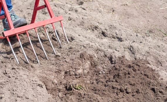 A farmer in jeans digs the ground with a red fork-shaped shovel. A miracle shovel, a handy tool. Manual cultivator. The cultivator is an efficient hand tool for tillage. Loosening the bed