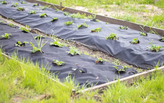 Neat long beds of strawberries covered with black agrofibre. A green strawberry plant in a dark black spunbond hole in the ground. Application of modern technologies for growing strawberries