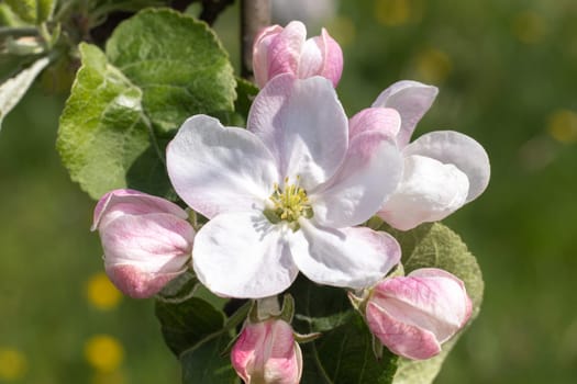 Pink flowers of a blossoming apple tree on a sunny day close-up in nature outdoors. Apple tree blossoms in spring. Selective focus. Beautiful apple orchard plantation