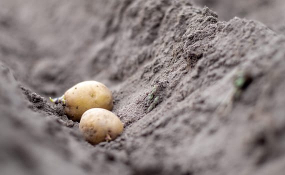 Sprouted potato tuber in the ground when planting. Selective focus. Early spring preparation for the garden season. Potato tuber close-up in a hole in the ground. Seed potatoes. Seasonal work