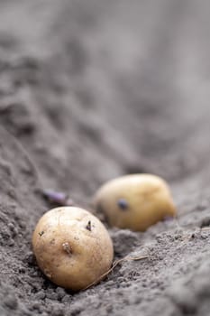 Sprouted potato tuber in the ground when planting. Selective focus. Early spring preparation for the garden season. Potato tuber close-up in a hole in the ground. Seed potatoes. Seasonal work